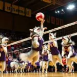 huskies volleyball